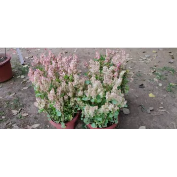arali flower (27)-8974458-91063.webp